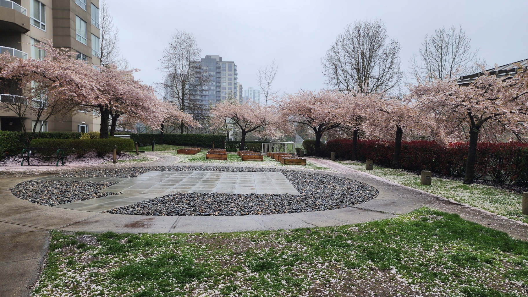 Stone-paved garden circle framed by cherry blossom trees and raised planters